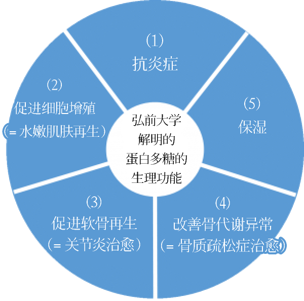 弘前大学解明的蛋白多糖的生理功能
