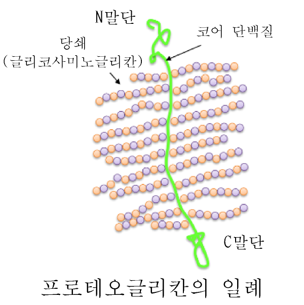 프로테오글리칸의 일례