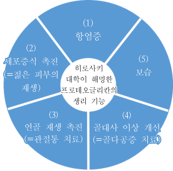 히로사키 대학이 해명한 프로테오글리칸의 생리 기능